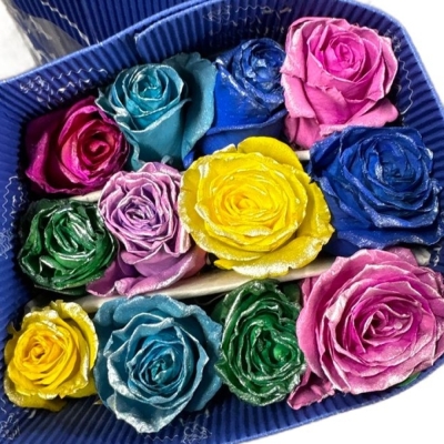 Růže TINTED SUMMER MAGIC 70 cm (XXL) EQ
