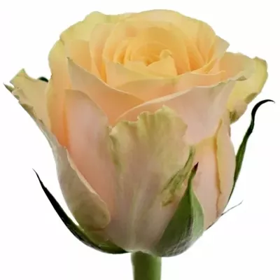 Krémová růže TOP FAIR! 60cm (M)