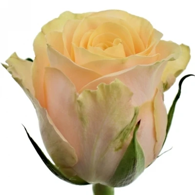 Růže Top Fair! 40cm (M)