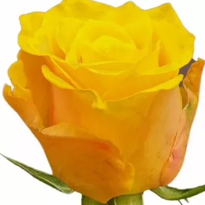 Růže TORI! 70cm (XL)
