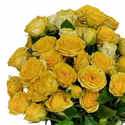 Žlutá růže trsová GOLDEN BLOSSOMS 60 cm / 7+