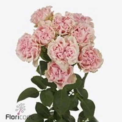 Růže TR SWEET FLOW 40cm/3