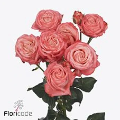 Růžová růže trsová AMAZING MAGIC 50 cm / 6+