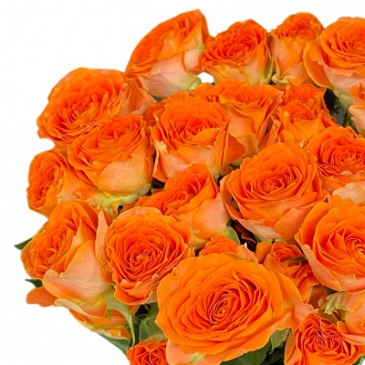 Oranžová růže trsová ARIYA 50cm/5+