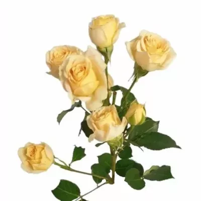 Růže trsová AXANA 60cm/6+