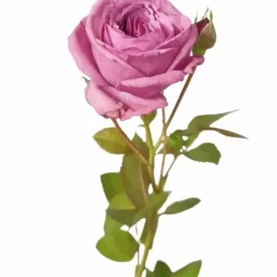 Fialová růže trsová BLUE SKY FREELANDER 35 cm / 4+