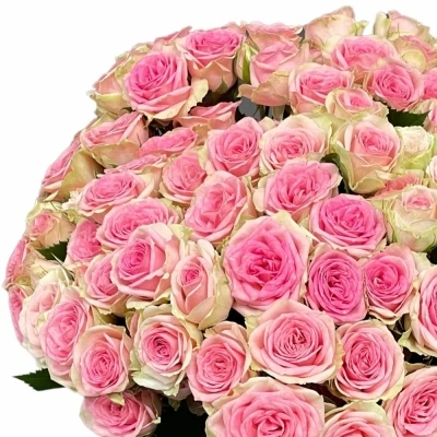 Růžová růže trsová CARLOTTA! 40 cm / 3+