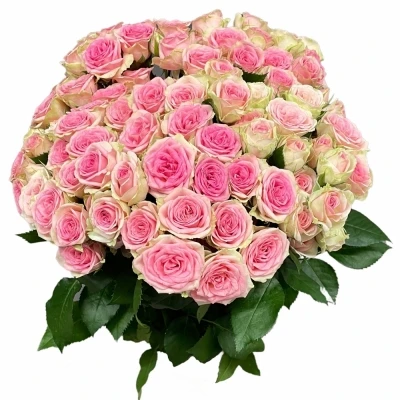 Růže trsová CARLOTTA