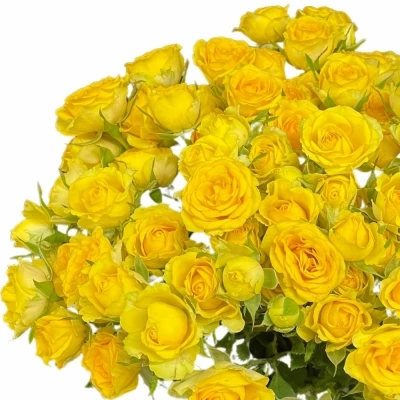 Žlutá růže trsová DAYLIGHT 40cm/4+