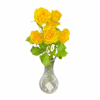 Růže trsová DAYLIGHT