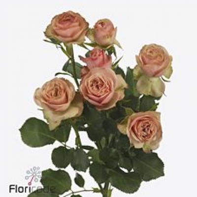 Růže trsová DESTINI 50cm/6+