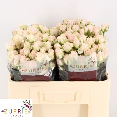 Růže trsová GOOD MOOD