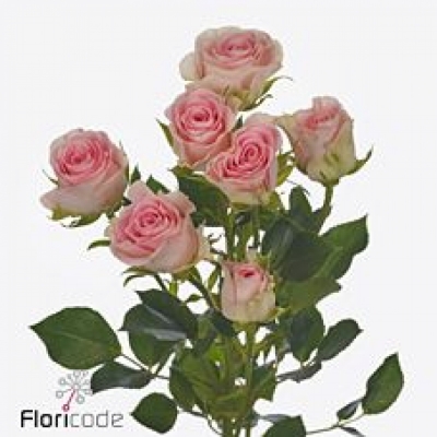 Růžová růže trsová GOOD MOOD 40 cm / 5+