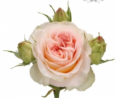 Růže trsová LORENA SUMMERHOUSE 40cm/3+