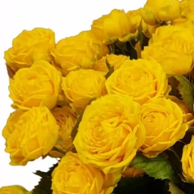 Žlutá růže trsová LUNA TRENDSETTER 40 cm / 3+