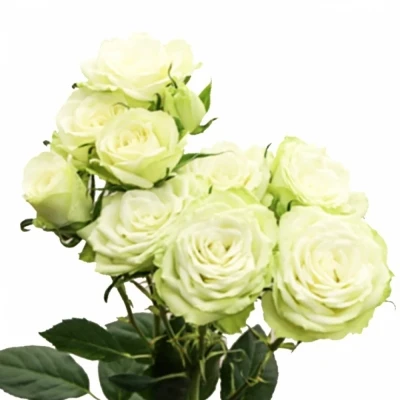 Zelená růže trsová MIND TEA 50 cm / 6+