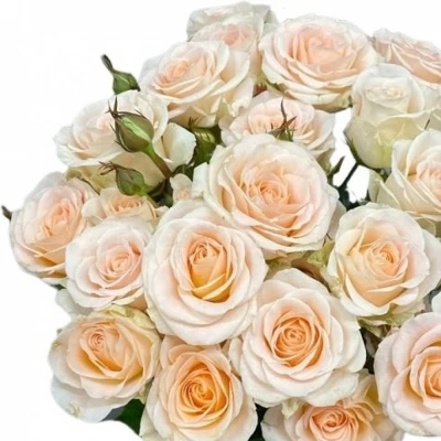 Růžová růže trsová MORNING STAR 40 cm / 2+