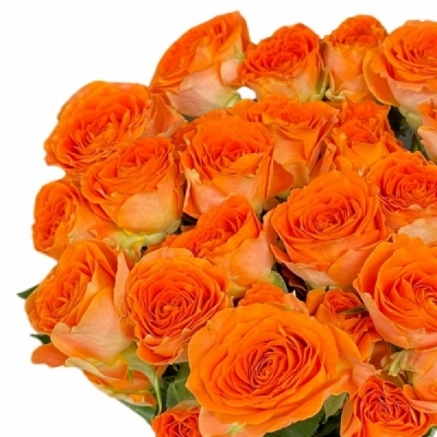 Oranžová růže trsová ORANGE DIMENSION 40cm/4+
