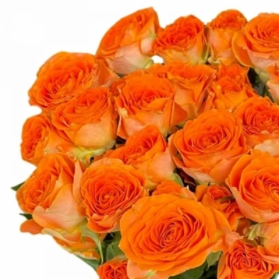 Oranžová růže trsová ORANGE DIMENSION 40cm/4+