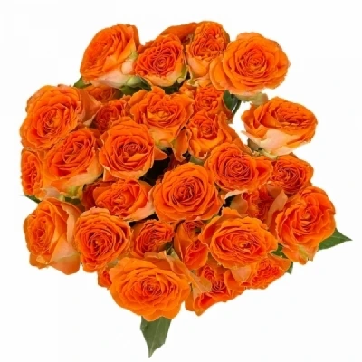 Růže trsová ORANGE DIMENSION