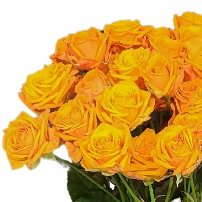 Oranžová růže trsová ORANGE QUEEN 50 cm / 4+