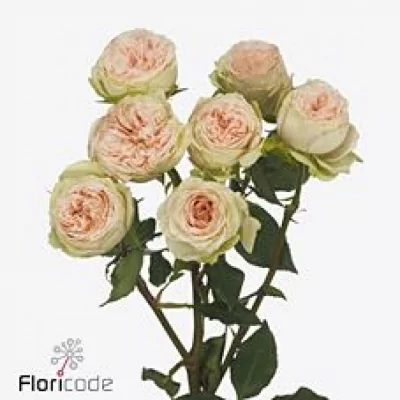 Růžová růže trsová PAVLOVA 60 cm / 5+