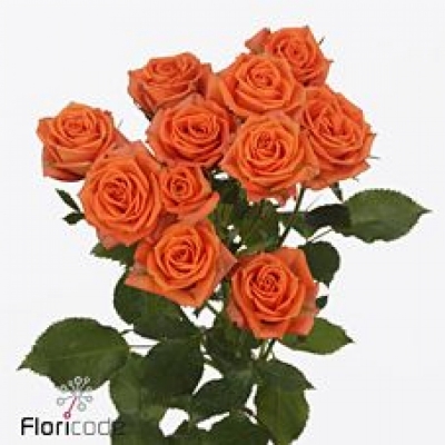 Oranžová růže trsová PICANTO 40cm/5+