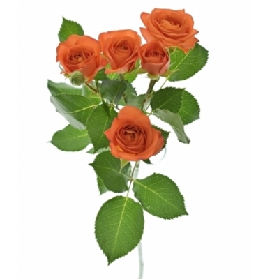 Růže trsová PICANTO