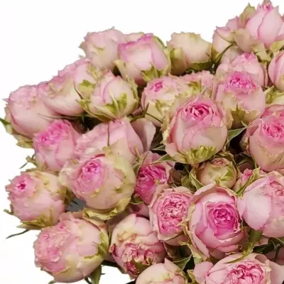 Růžová růže trsová PINK BLOSSOMS 50cm/5+