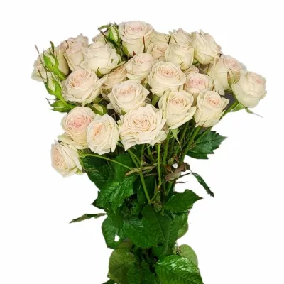 Růže trsová PINKY PROMISE