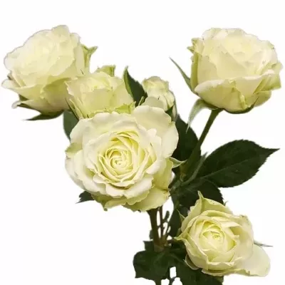 Růže trsová POP EYE 40cm/4+