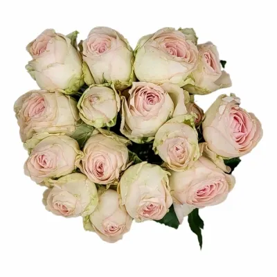 Růže trsová PORCELAIN LACE