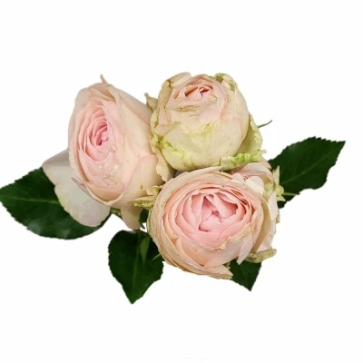 Růže trsová PORCELAIN LACE