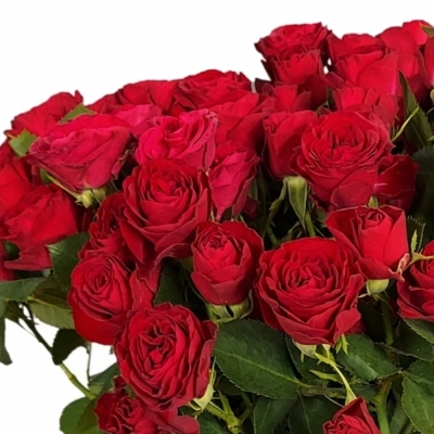 Červená růže trsová RED TRENDSETTER 70cm/7+