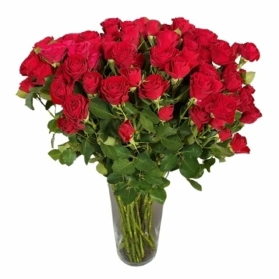 Růže trsová RED TRENDSETTER