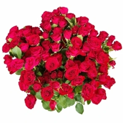 Růže trsová RED TRENDSETTER