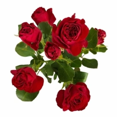 Růže trsová RED TRENDSETTER