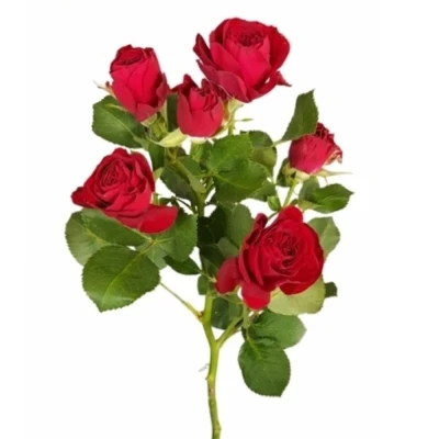 Růže trsová RED TRENDSETTER