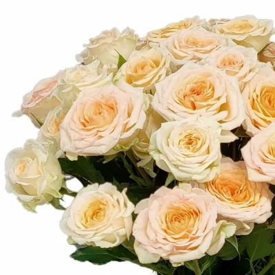 Růže trsová ROSANELLA 40cm/4+