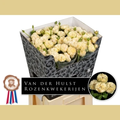 Růže trsová ROYAL BLUSH PEARL