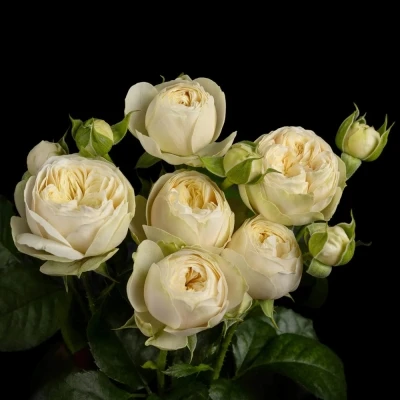 Růže trsová ROYAL BLUSH PEARL