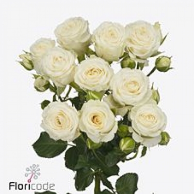 Růže trsová SNOWY BLOSSOMS 60cm/7+