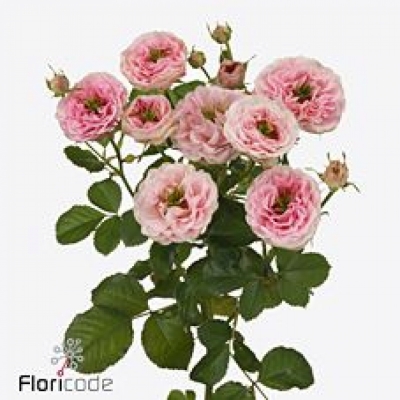 Růže trsová SPARKLING YO-YO 50cm/3+