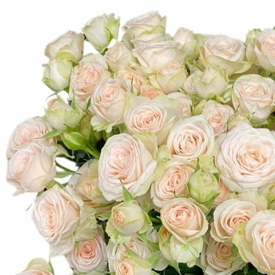 Růžová růže trsová SUSHI 50 cm / 5+