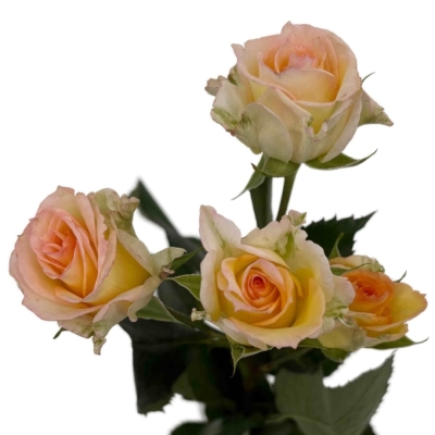 Růže trsová SWEET CHABLIS