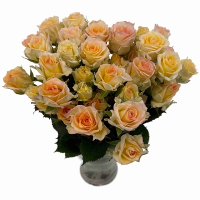 Růže trsová SWEET CHABLIS