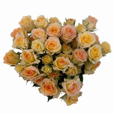 Růže trsová SWEET CHABLIS