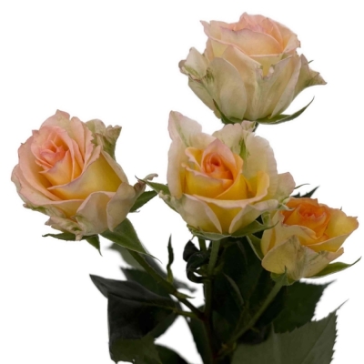 Růže trsová SWEET CHABLIS