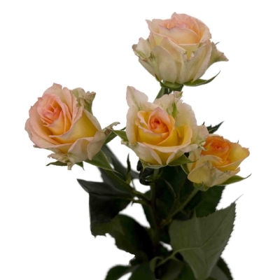 Růže trsová SWEET CHABLIS