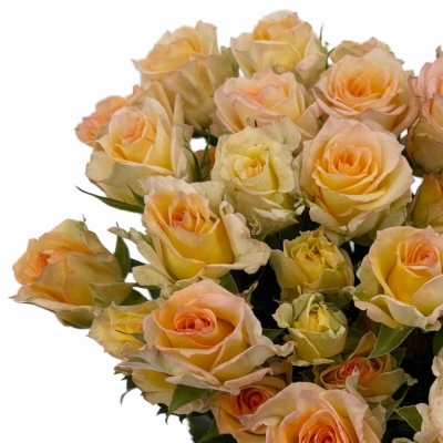 Růže trsová SWEET CHABLIS